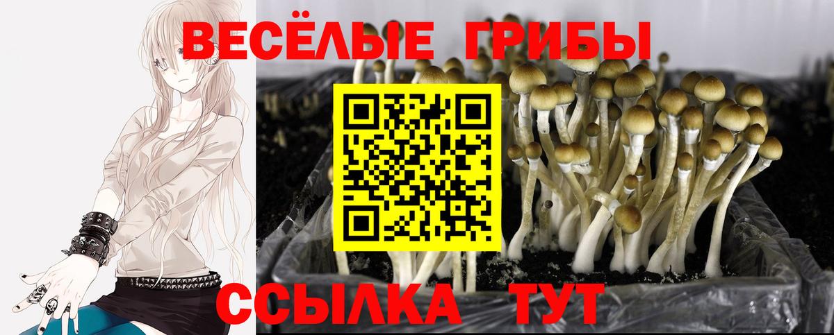 Псилоцибиновые грибы GOLDEN TEACHER Бутурлиновка